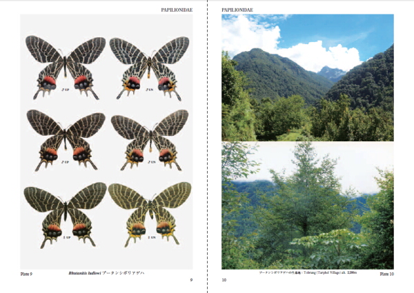「続アジア産蝶類生活史図鑑」内容の例